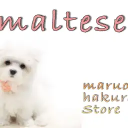 【 マルチーズ 】生後3ヶ月で1kgの小さめサイズ！ケアのポイント＆グッズも紹介