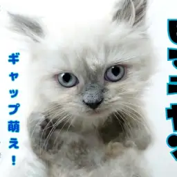 【 ヒマラヤン 】魅惑の小さめ長毛種!抱っこ大好き!甘えん坊!