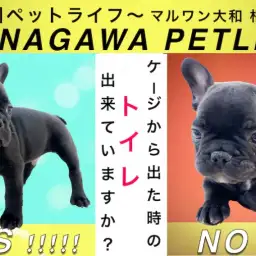 【 神奈川ペットライフ 】ケージでは出来るトイレがお部屋で失敗?その理由と解決法
