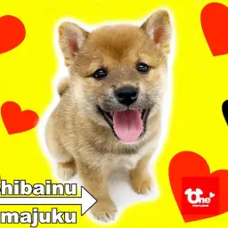 【 柴犬 】ライフログ〜最新情報をお届け！生後2ヶ月の赤柴女の子編〜