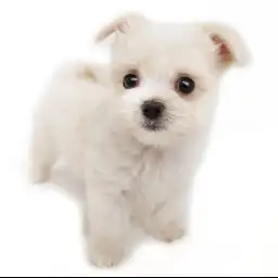 MIX（マルチーズ×チワワ）