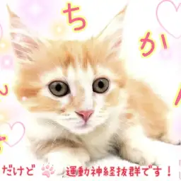 【 マンチカン 】初めてお迎えする方にもオススメ！短いあんよの甘えんぼ！