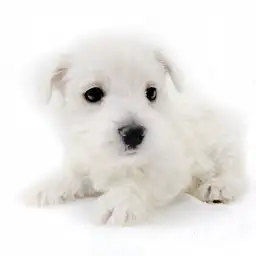 ウェストハイランドホワイトテリア