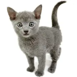 ロシアンブルー