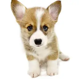 ウェルシュコーギーペンブローク