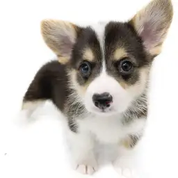 ウェルシュコーギーペンブローク