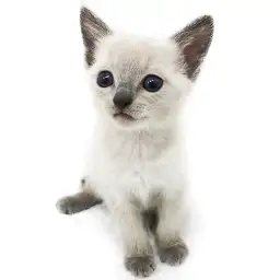 ロシアンブルー