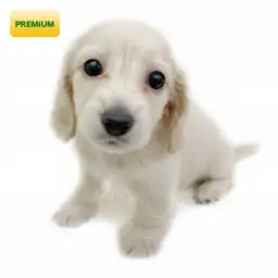 カニンヘン・ダックスフント