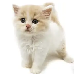 スコティッシュフォールド