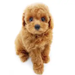 トイ・プードル