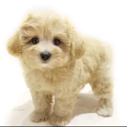 MIX（トイプードル×マルチーズ）