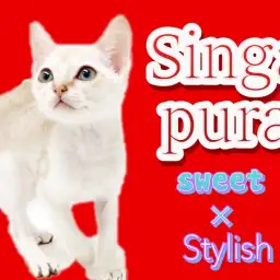 【 シンガプーラ 】一人暮らし勢必見!お家に早く帰りたくなっちゃう猫ちゃん登場!!