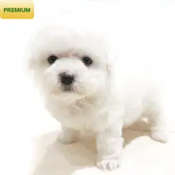 ビションフリーゼ