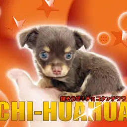 【 チワワ 】マルワン鶴見店大注目!手乗りサイズのチョコタンチワワ!