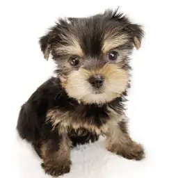 ヨークシャーテリア