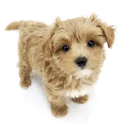 MIX（トイプードル×マルチーズ）