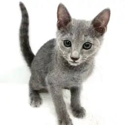 ロシアンブルー