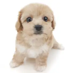 MIX（トイプードル×マルチーズ）