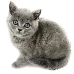 ブリティッシュショートヘア