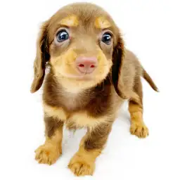 カニンヘン・ダックスフント