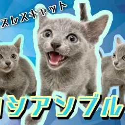 【 ロシアンブルー 】初心者にもオススメな小柄な甘えん坊!7/29最新情報公開!
