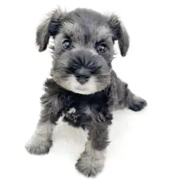 ミニチュア・シュナウザー