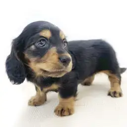 カニンヘン・ダックスフント