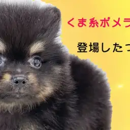 【 ポメラニアン 】レアカラーのブラックタン!小さめサイズのくまポメレビュー!