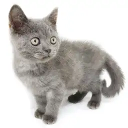 ブリティッシュショートヘア