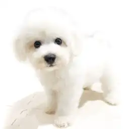 ビションフリーゼ