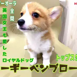 【 ウェルシュコーギーペンブローク 】世界で愛され続ける短足界のトップスター!