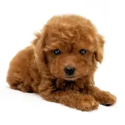 トイ・プードル