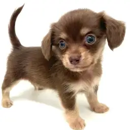 MIX（チワワ×ミニチュアダックスフント）