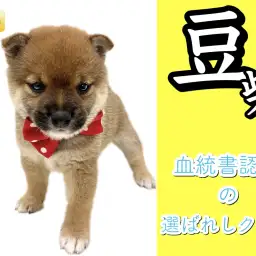 【 豆柴犬 】血統書認定豆柴!本場鹿児島より登場!7/14最新情報