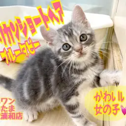 【 アメリカンショートヘア 】猫初心者必見の女の子！懐っこい性格は飼いやすさ抜群！