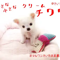 【 チワワ 】生後63日で578gの小さめサイズ！お留守番の極意に注目！