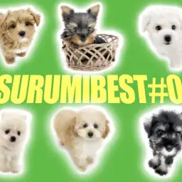 【 鶴見店BEST#06 】7/2版わんにゃん最新情報!「おトイレ編」PART2