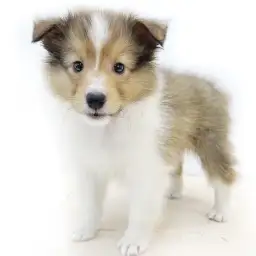 シェットランドシープドッグ