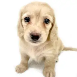 カニンヘン・ダックスフント