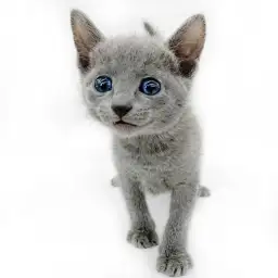 ロシアンブルー