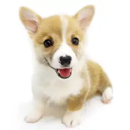 ウェルシュコーギーペンブローク