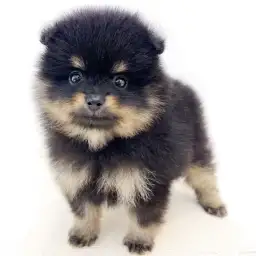 ポメラニアン