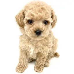 トイ・プードル