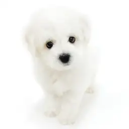 ビションフリーゼ