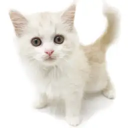 スコティッシュフォールド