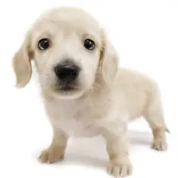 カニンヘン・ダックスフント