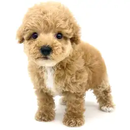 MIX（トイプードル×マルチーズ）