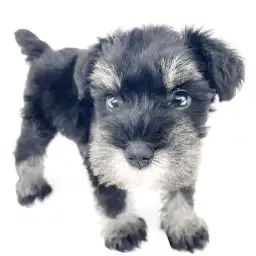 ミニチュア・シュナウザー