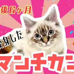 【 マンチカン 】生後6か月成長したマンチカンちゃんの7/16最新情報をお届け!
