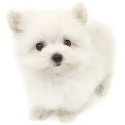 MIX（マルチーズ×ポメラニアン）